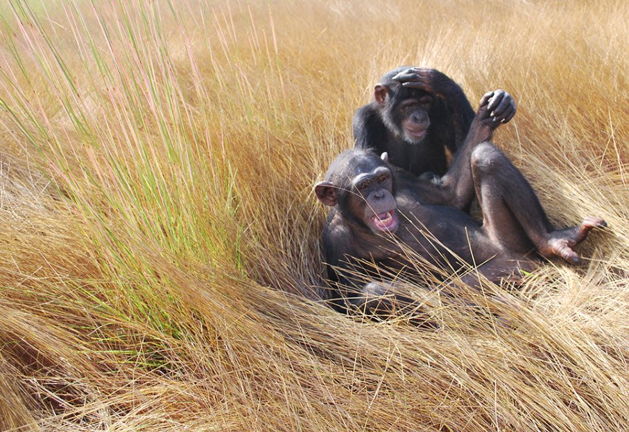 Centre de Conservation pour Chimpanzés, Parc National du Haut Niger, Guinea